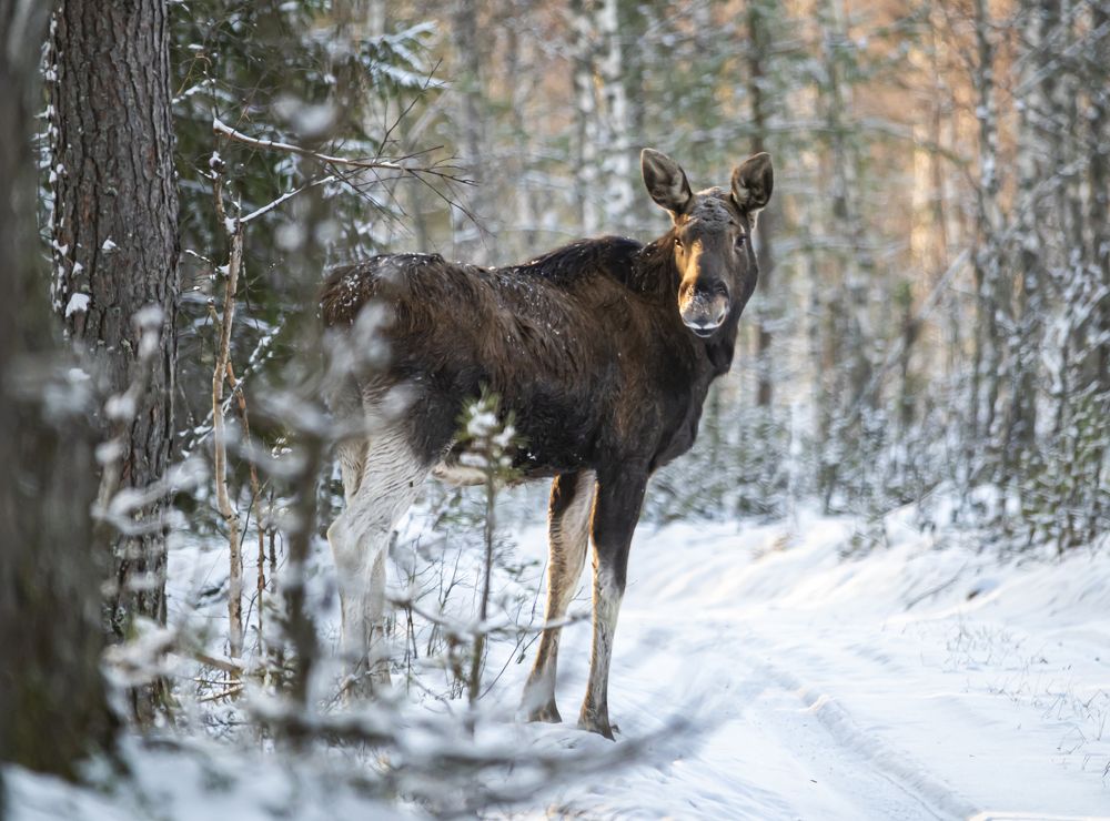 Photograph by Сергей Савчук