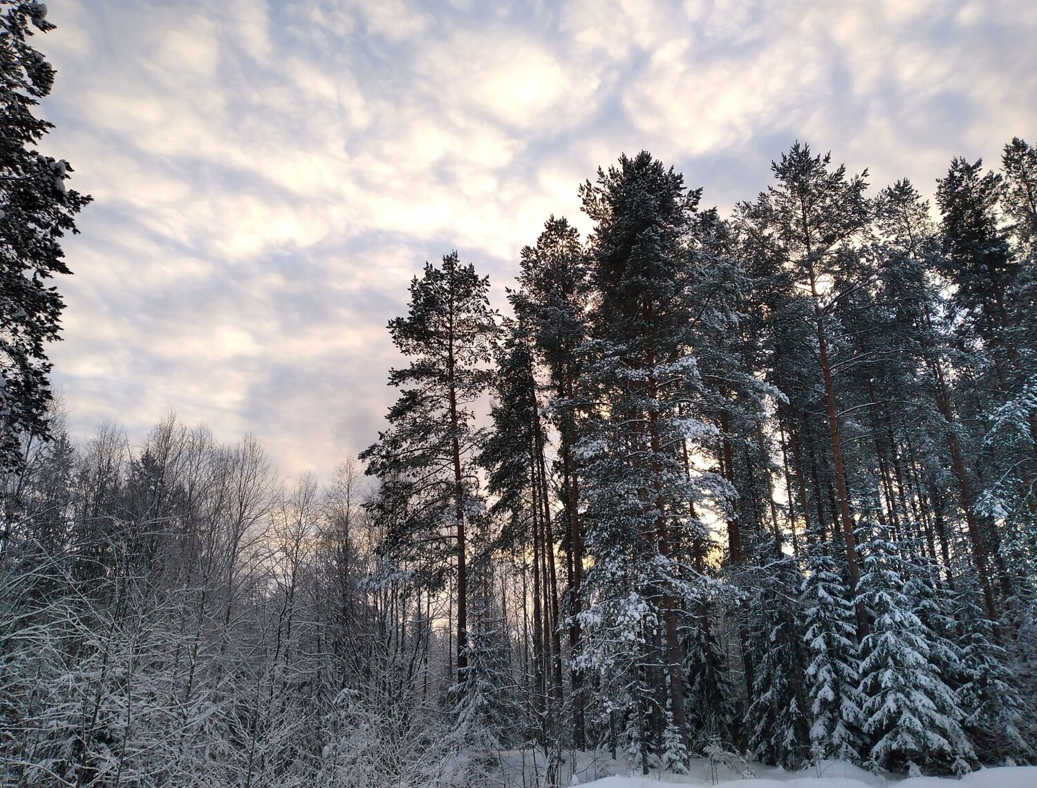 Photo #8624600