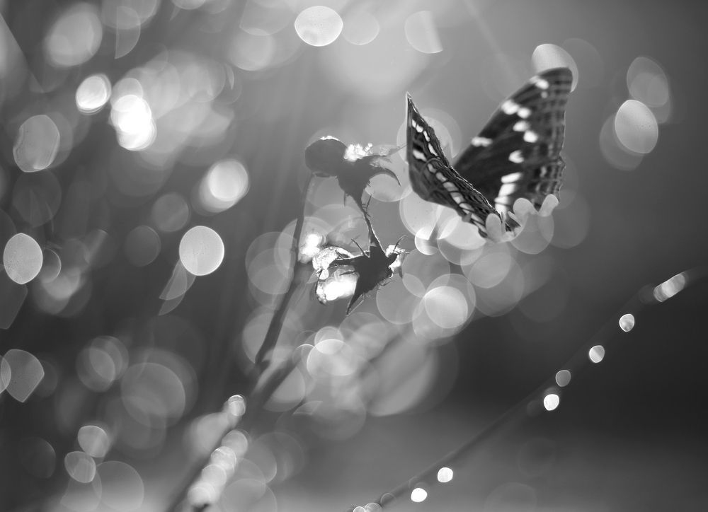 Солнцу навстречу.