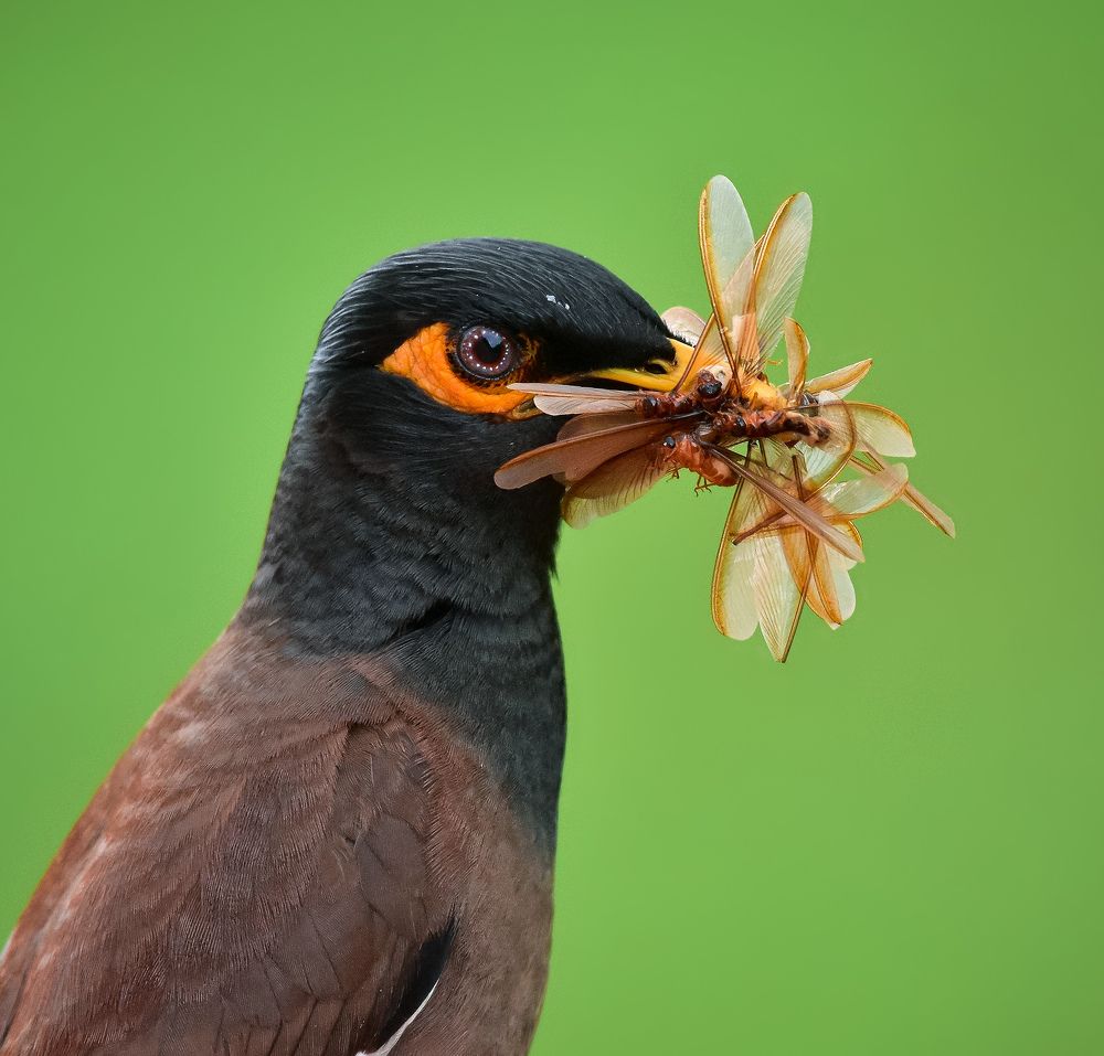 Common myna.