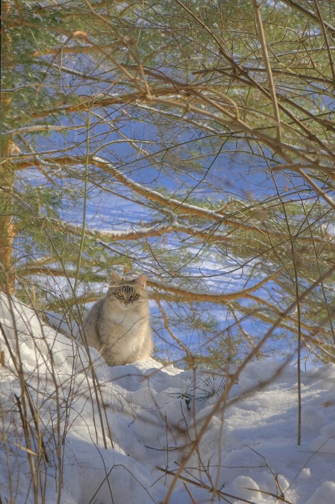 Зимняя кошка