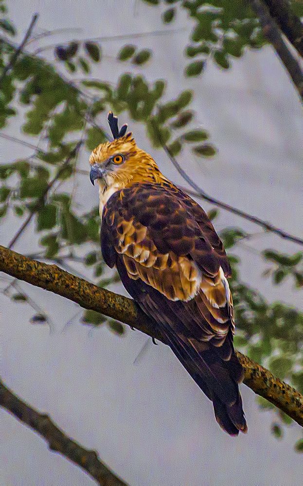 Photograph by Mohammad Ridwanur Rahman