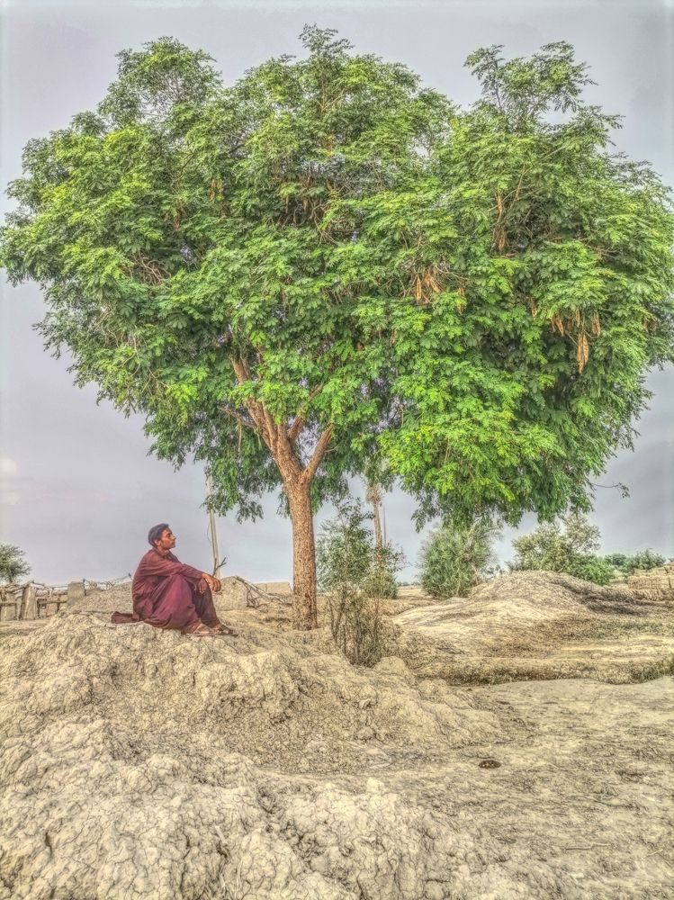 Beautiful Boy setting on Tree
