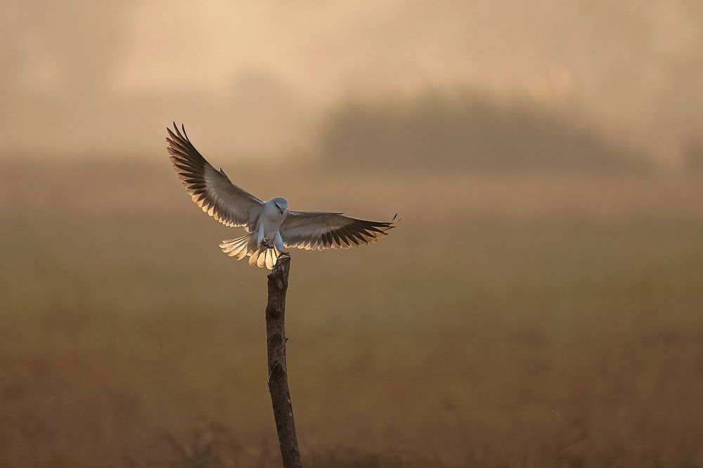 Photograph by Ritam Biswas