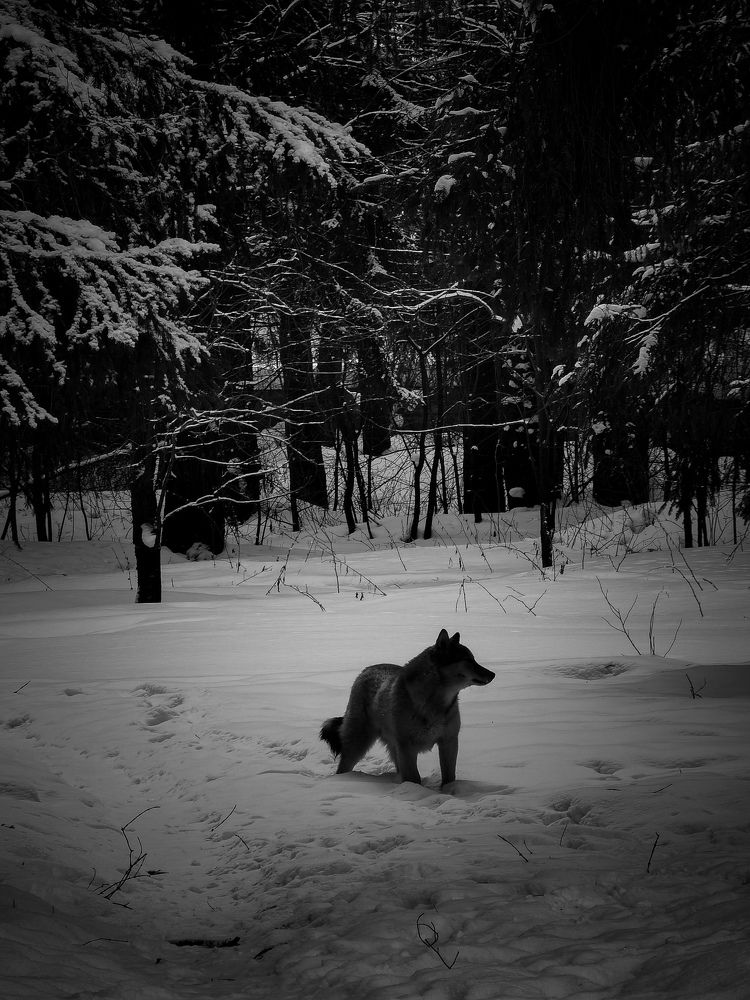 зверь в лесу