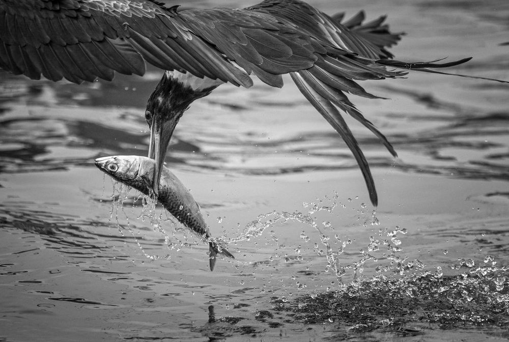 Photograph by Otto Acosta