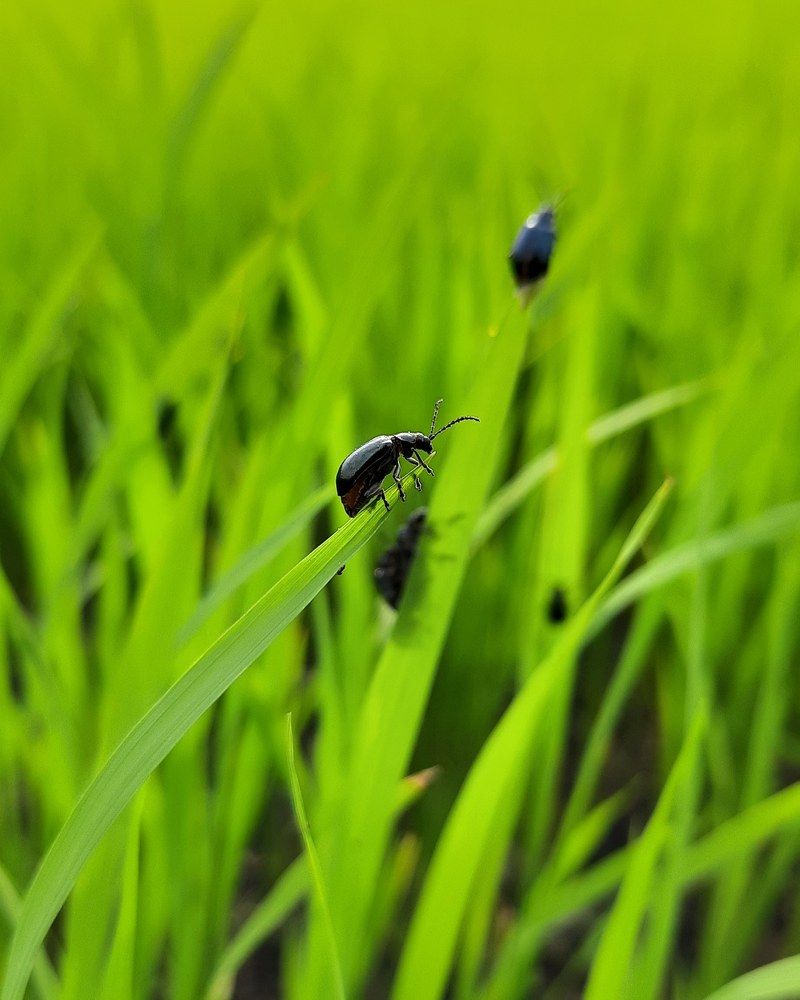 Photograph by Avila.D