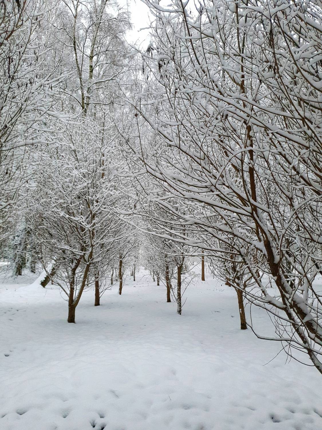 Photo #8626113
