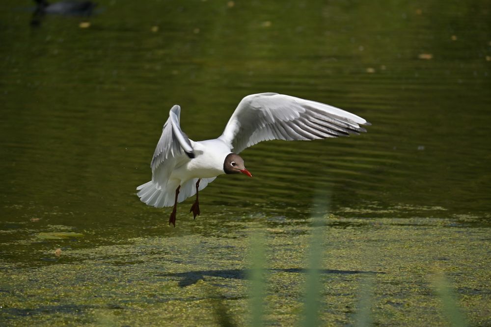 Фотография автора IRINA FILIPPOVA