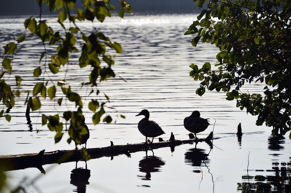 Photograph by Андрей Ушаков