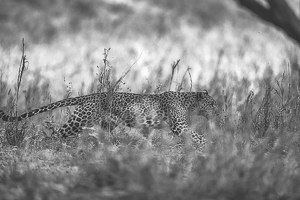 Фотография автора Sudipta Chakraborty