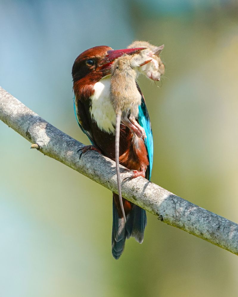 Photograph by Anandhu Unnizz.