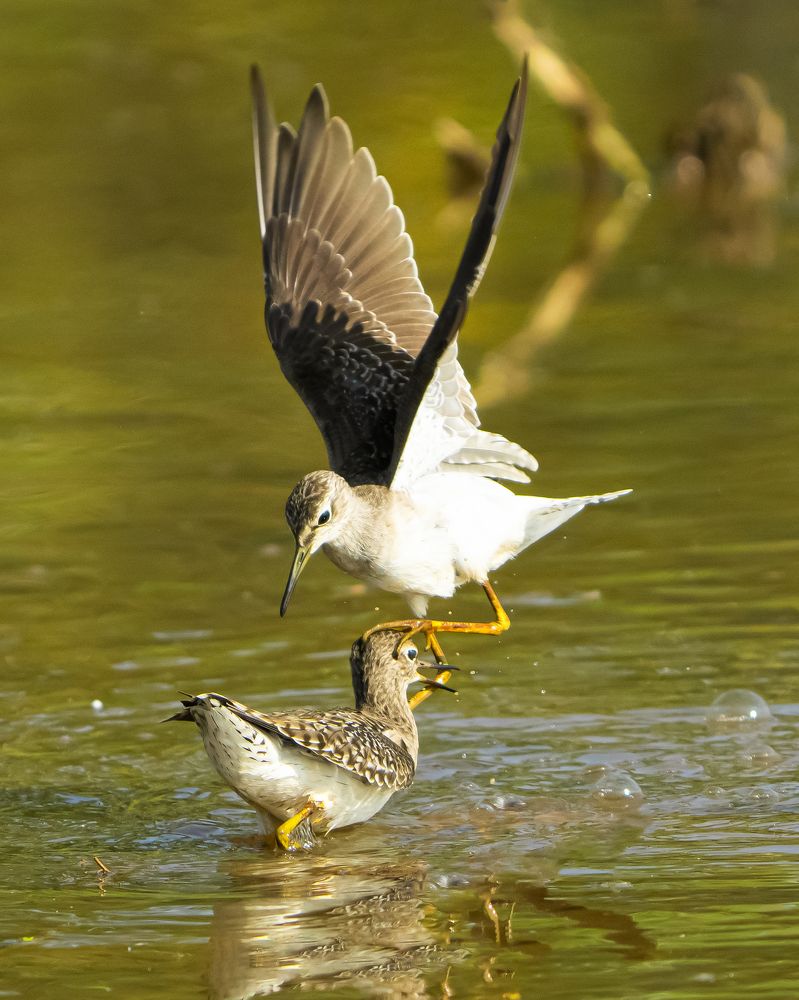 Photograph by Anandhu Unnizz.