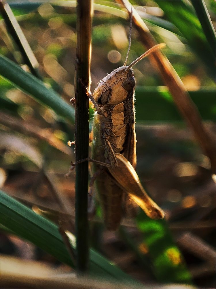 Photo #8627126