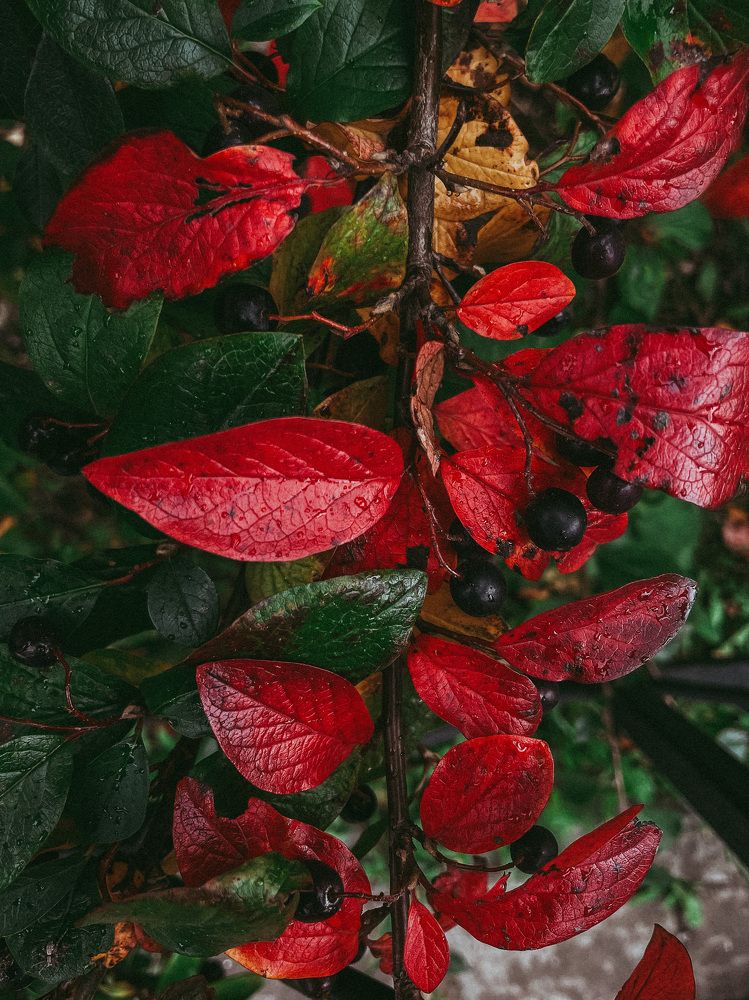 Photograph by Ника Киреева