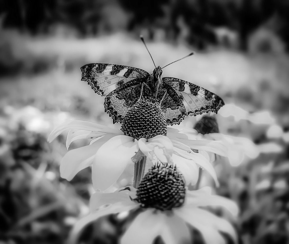 Photograph by Николай Яковлев