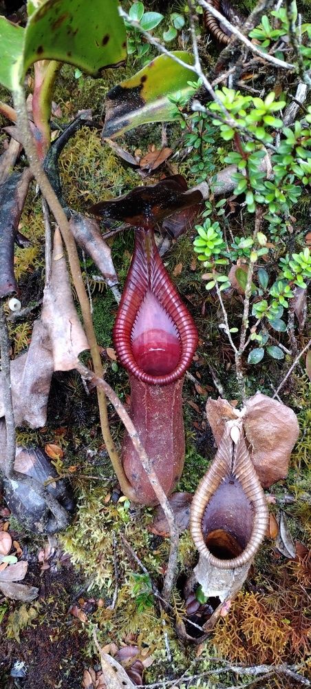 Nepenthes x Trusmadiensis