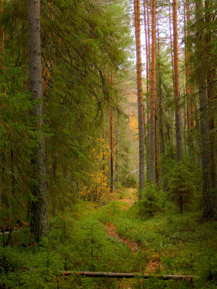 Осеняя лесополоса)