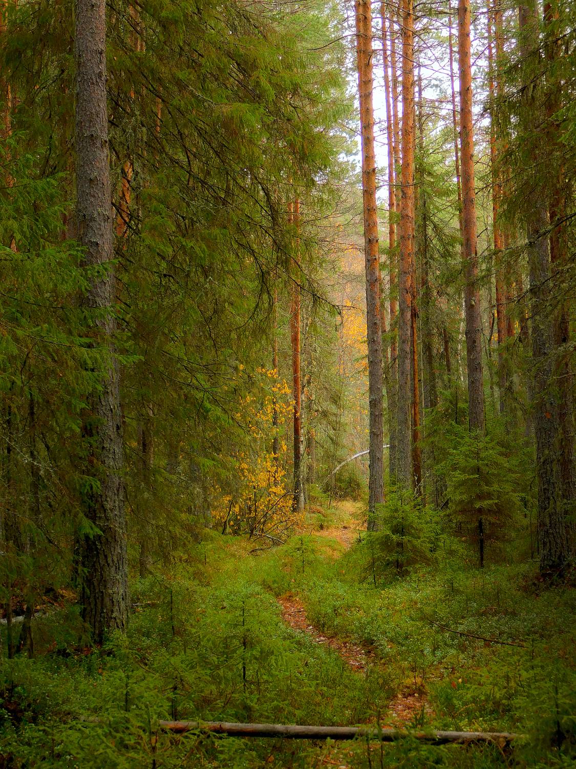 Осеняя лесополоса)