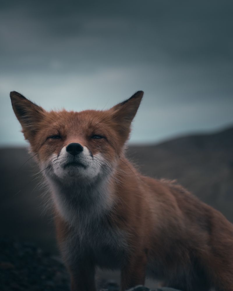 Нос по ветру