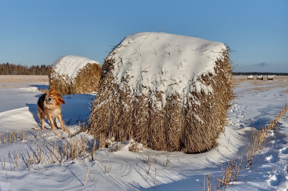 ПЕРВЫЕ МОРОЗЫ 2023 ГОДА