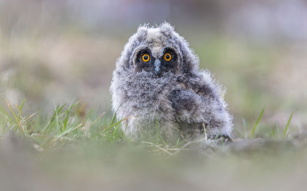 Чудо в перьях.