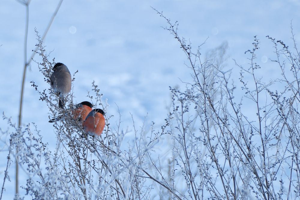 Photograph by Василий Арлашов