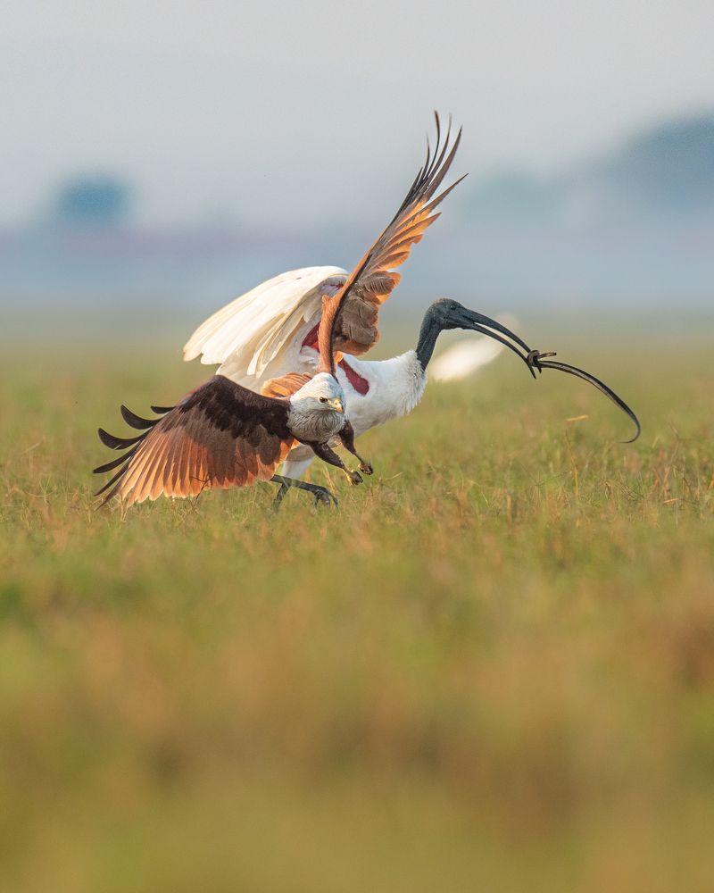 Photograph by Sunny Saha Pramanick