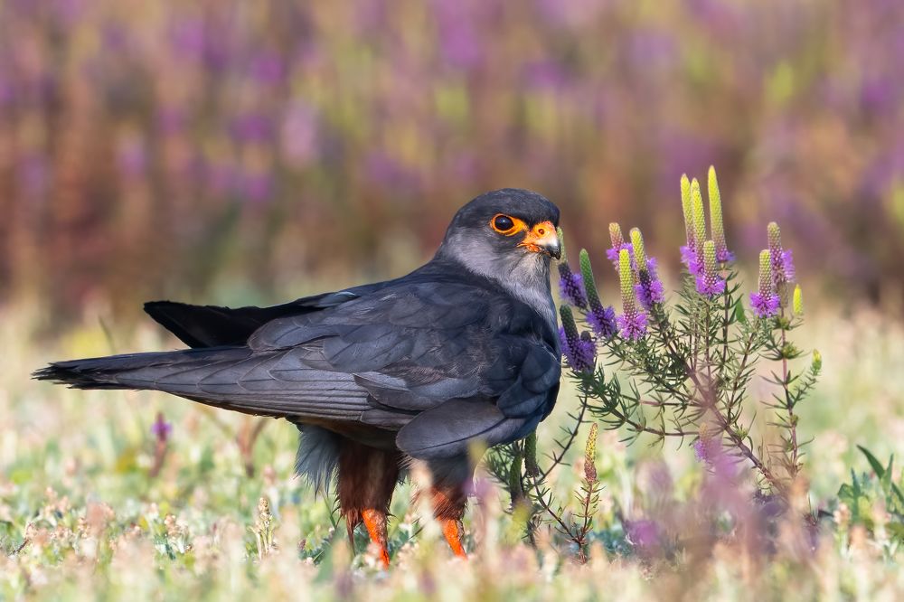 Amur falcon-male