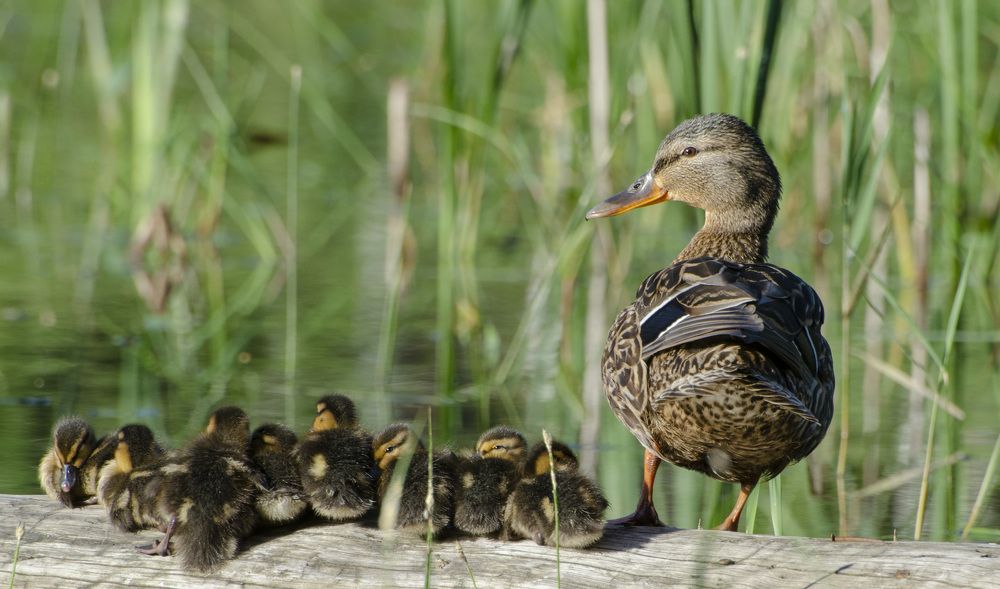 Утиная семья