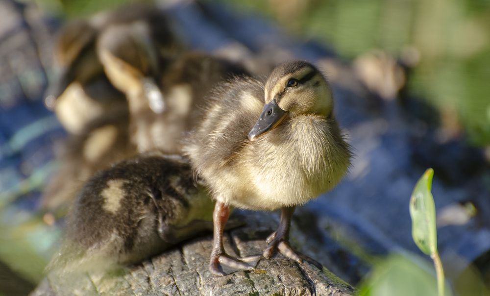 Фотомодель