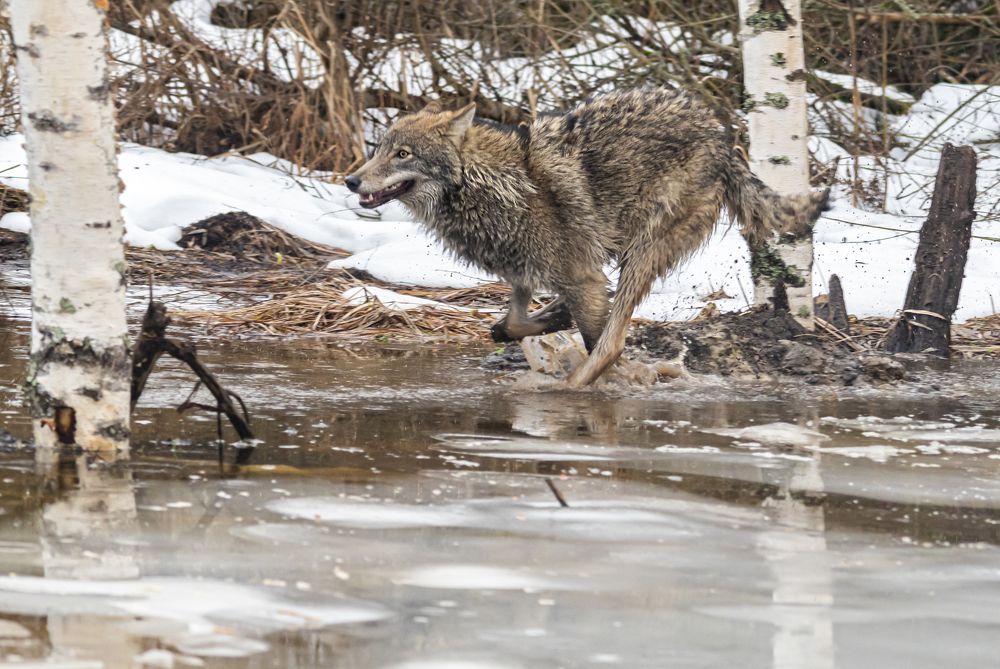 Photograph by Сергей Савчук