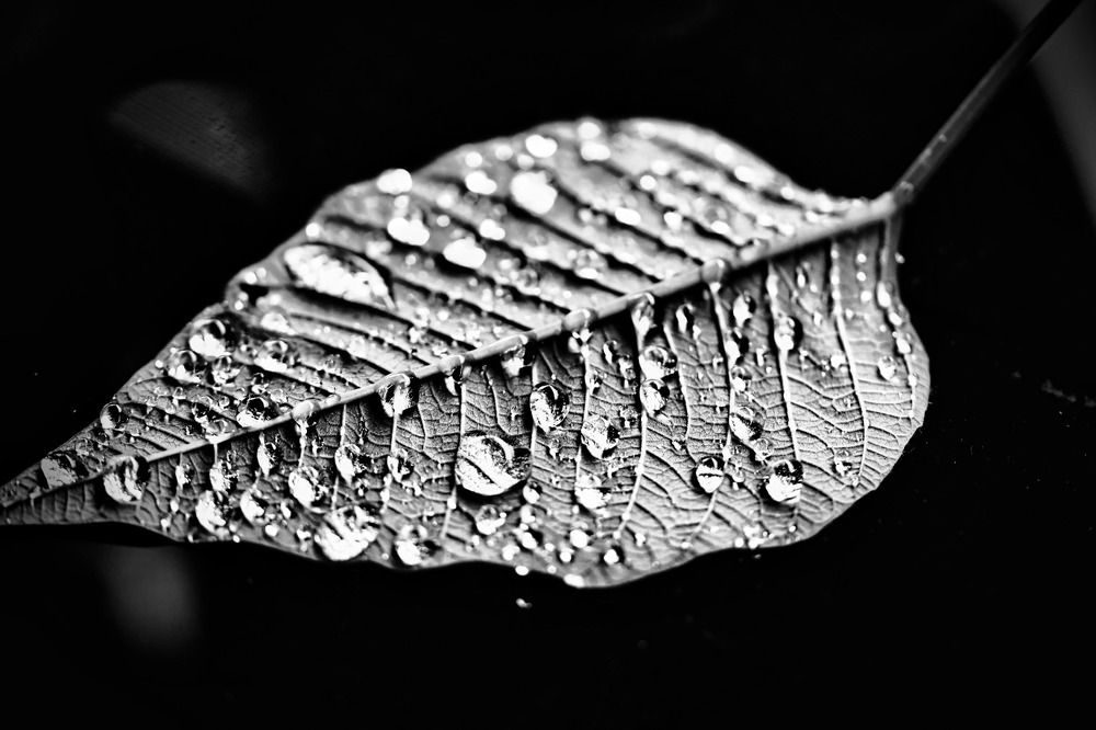 Photograph by venere 7675