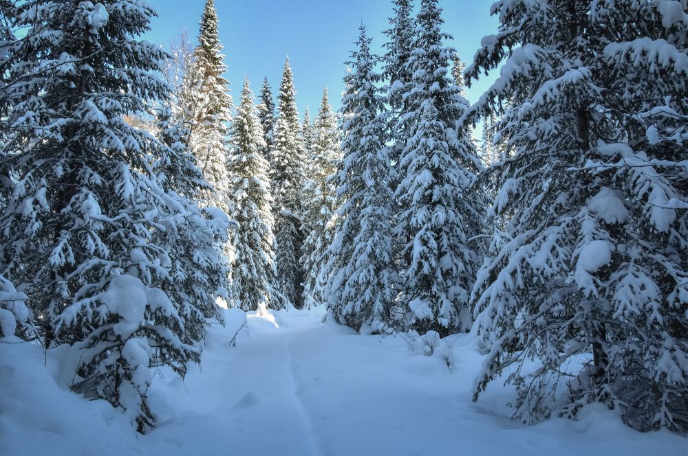 Лес зимой в снегу
