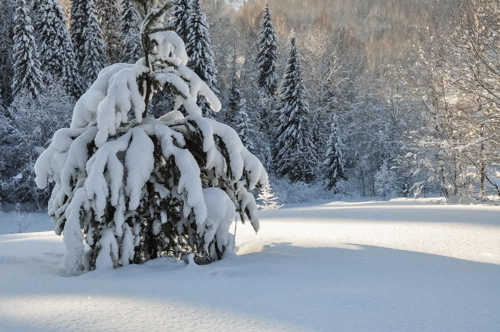 Лес зимой в снегу