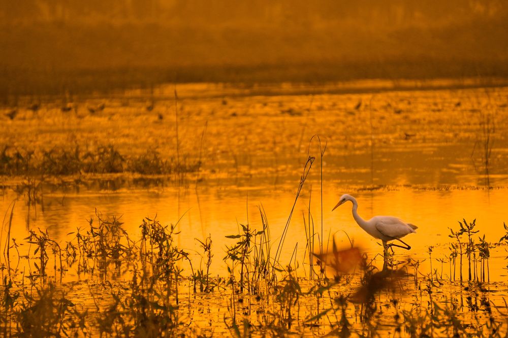 Photograph by Sathyasurya