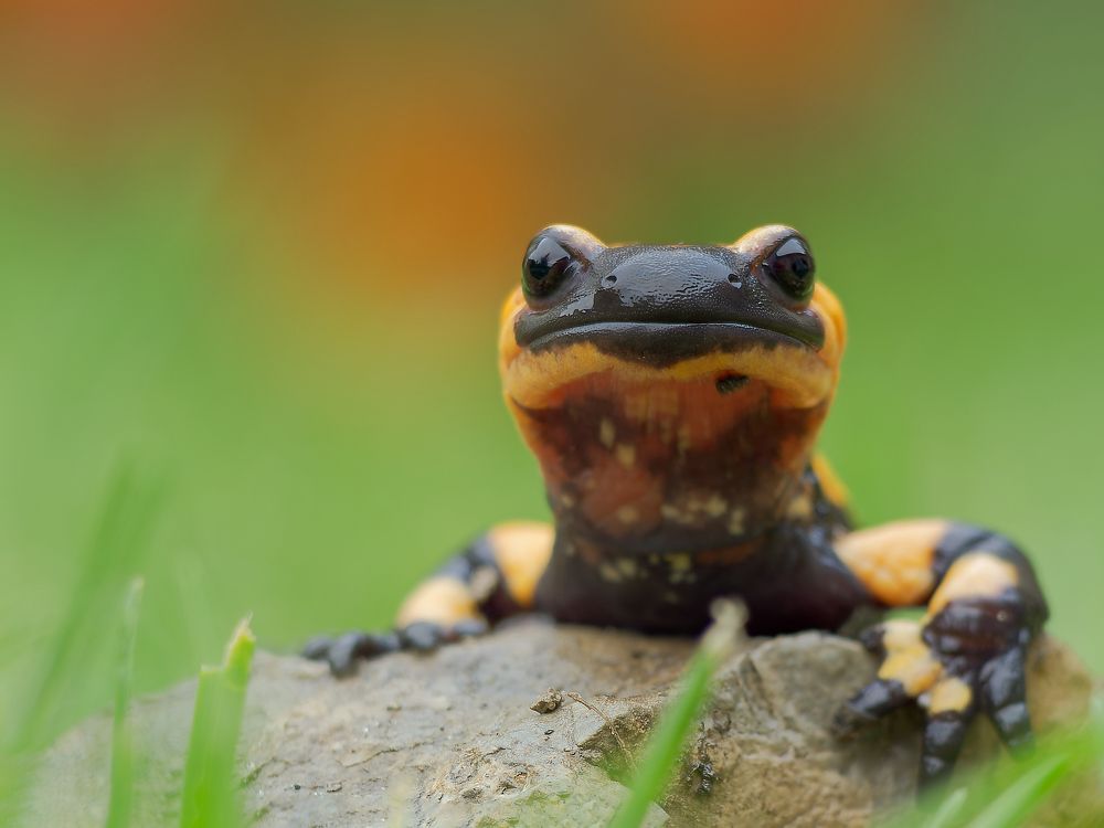 Photograph by Francesco Cassulo