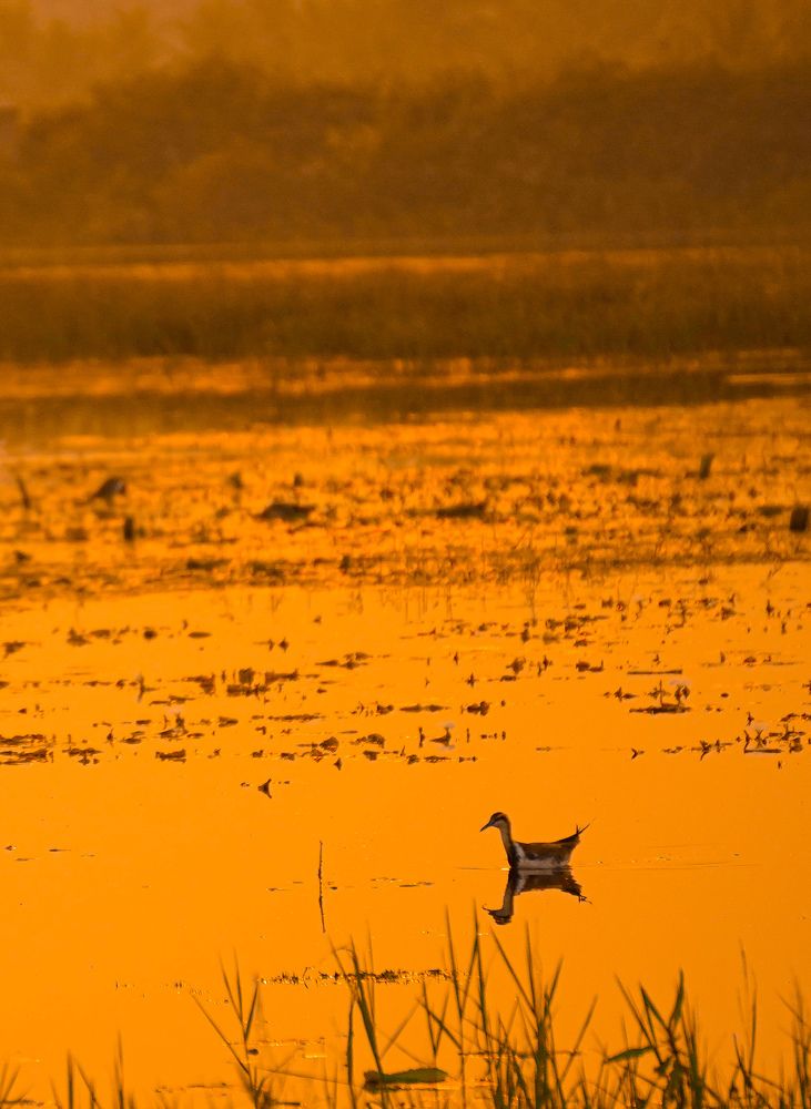 Photograph by Sathyasurya