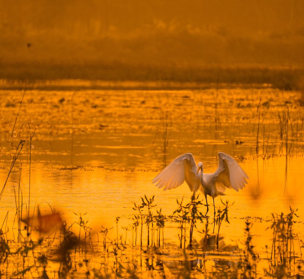 Photograph by Sathyasurya