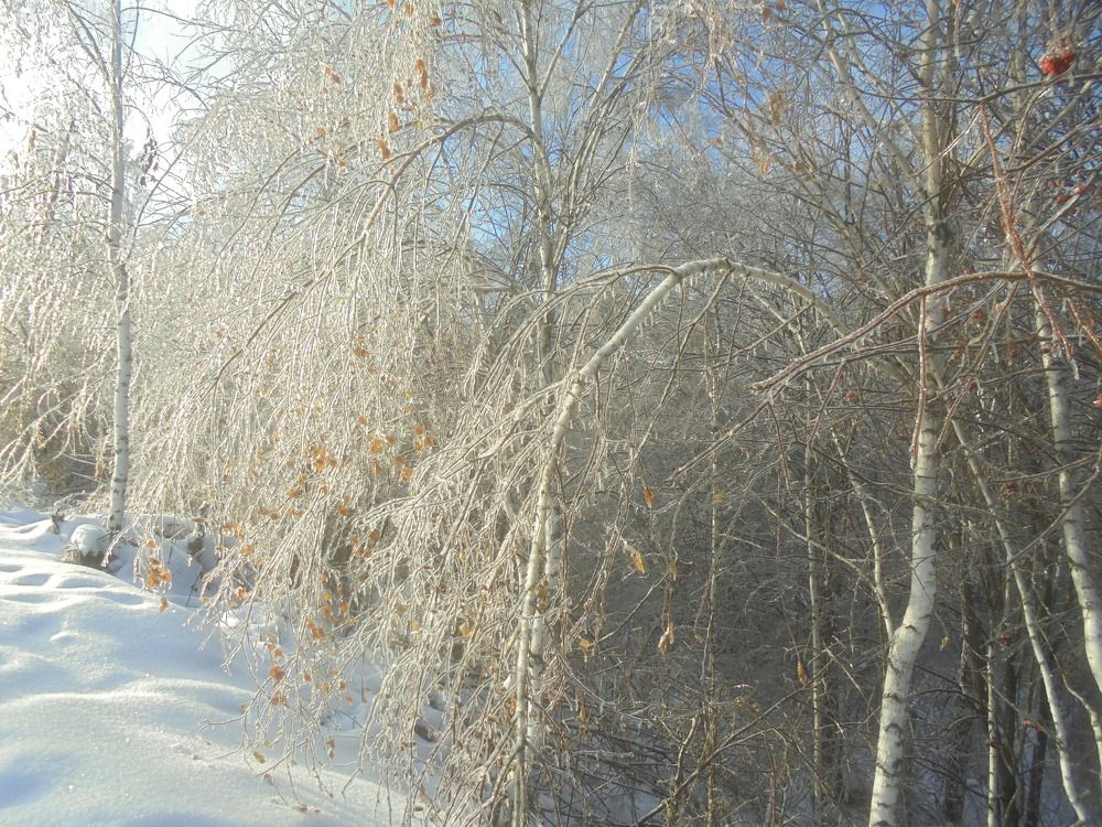 После ледяного дождя.