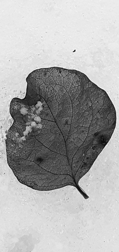 Photograph by Евгения Ульянова