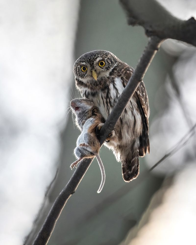 Криминальные хроники.