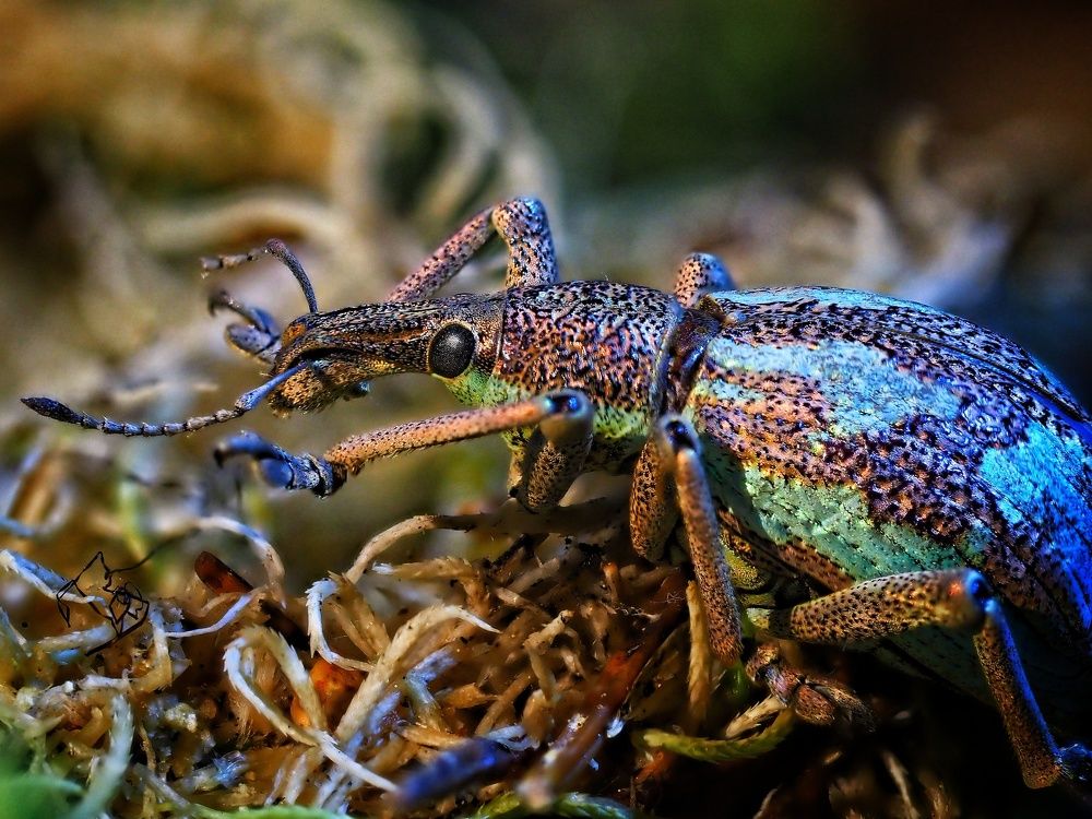 долгоносик