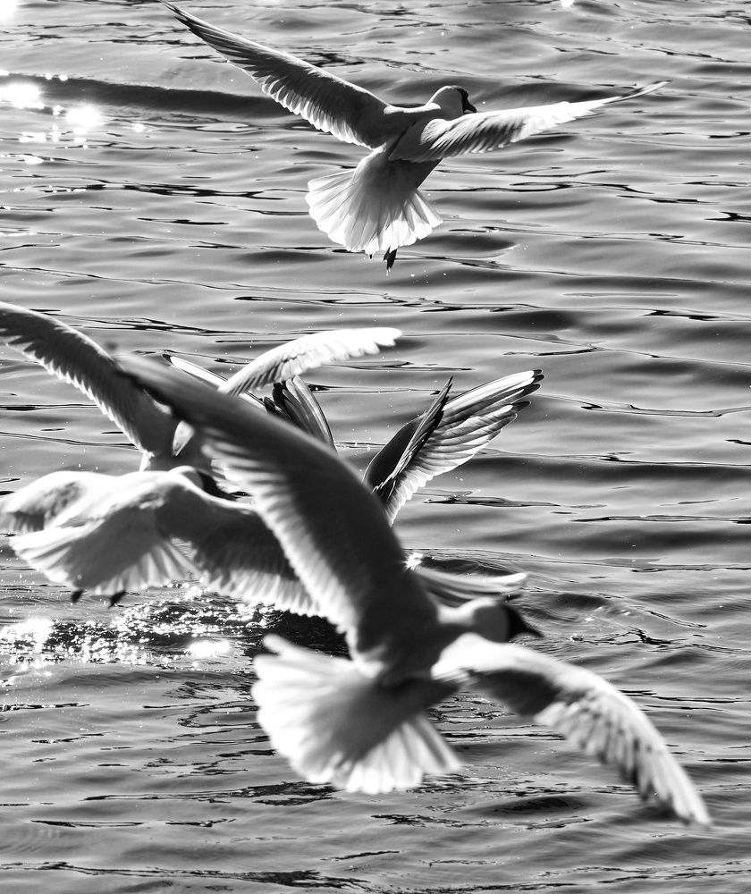 Photograph by Анастасия Кочетова