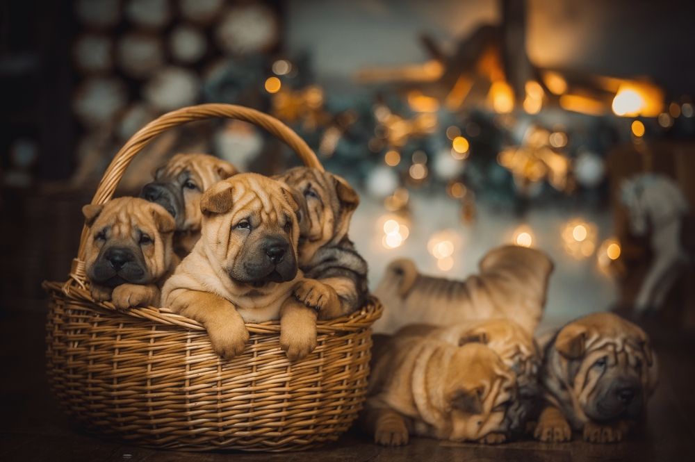 Photograph by Елена Раздвилова