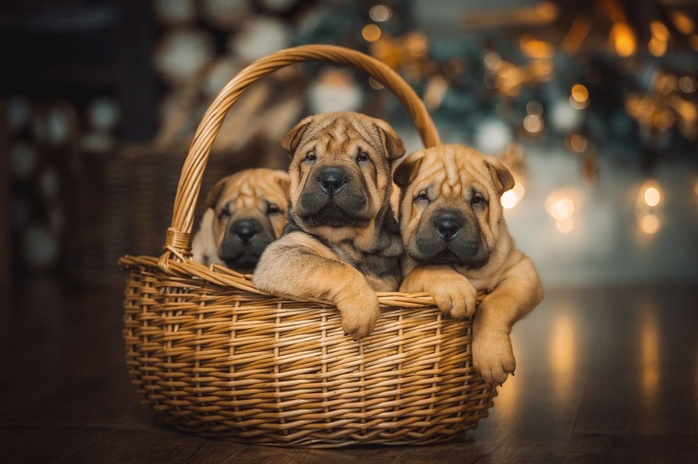 Photograph by Елена Раздвилова