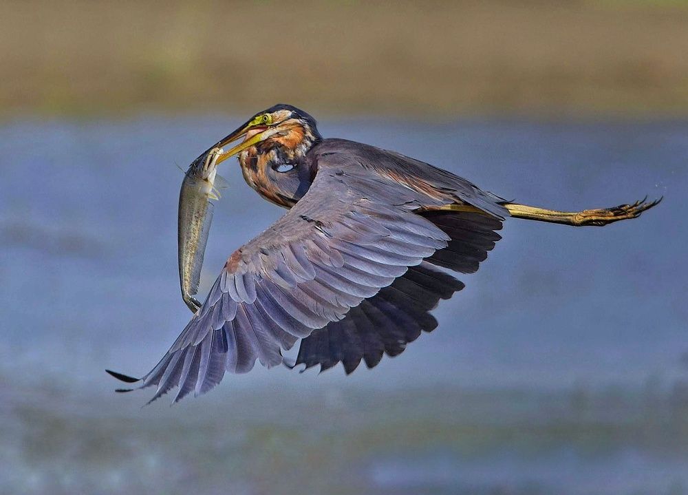 Photograph by Debajit Nath