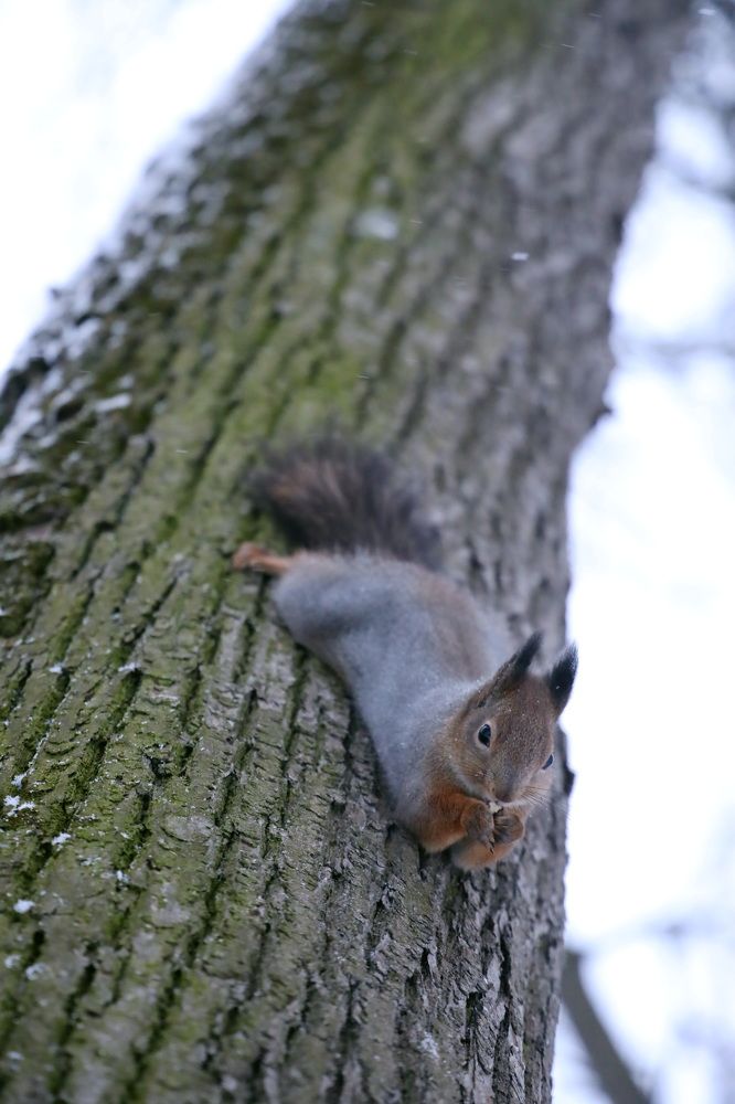 Фотография автора Колосова Елена