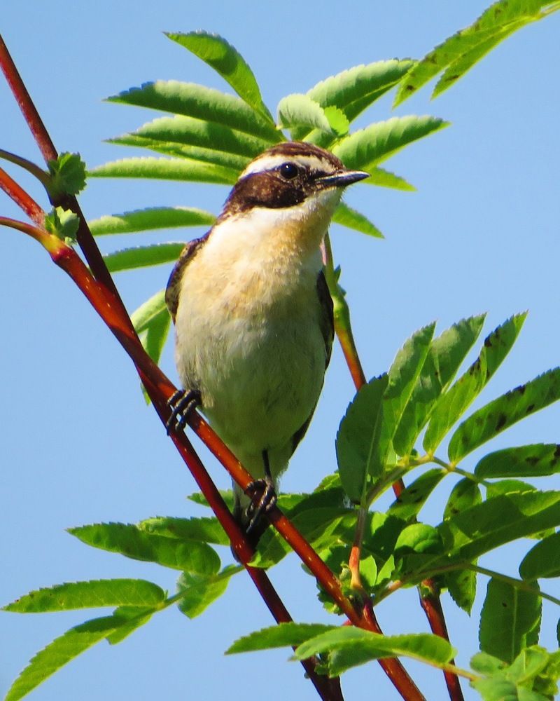 Среди листвы