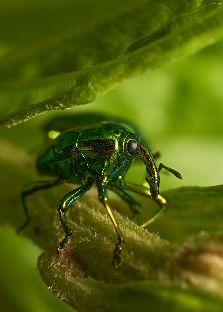 Photograph by Jose Vega